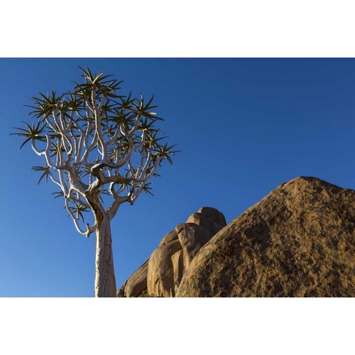 South Richtersveld NP Quiver tree and boulder